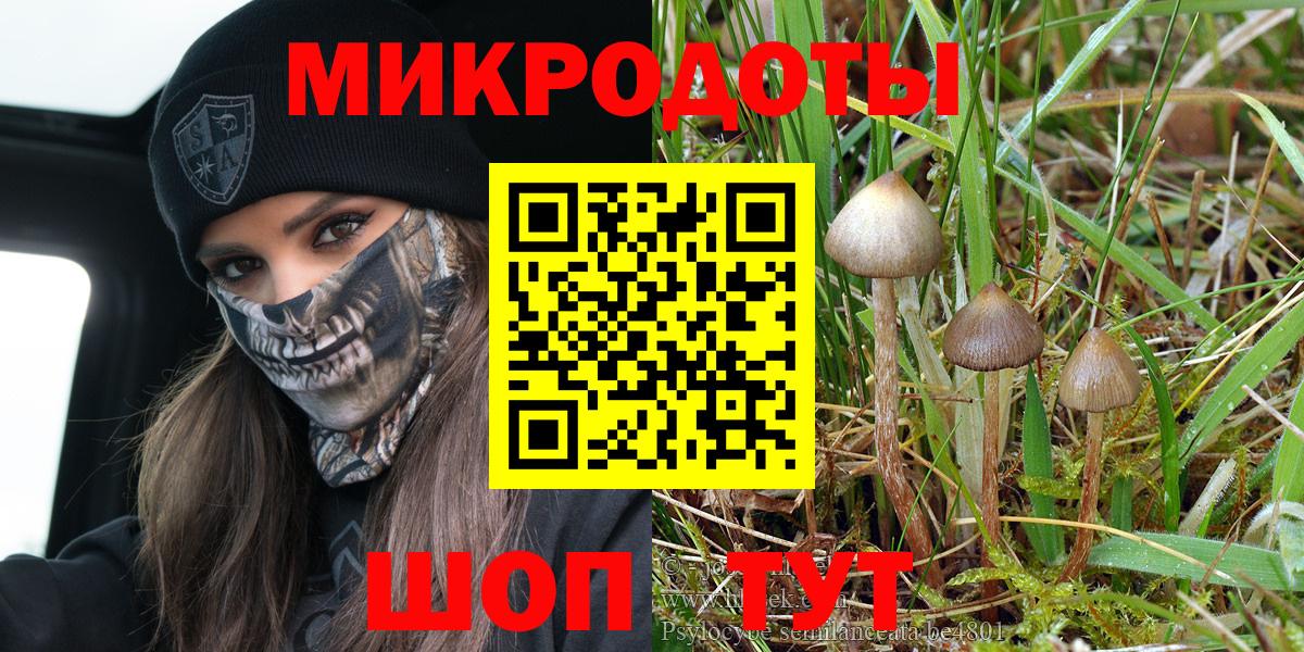 Псилоцибиновые грибы Psilocybe Ялта